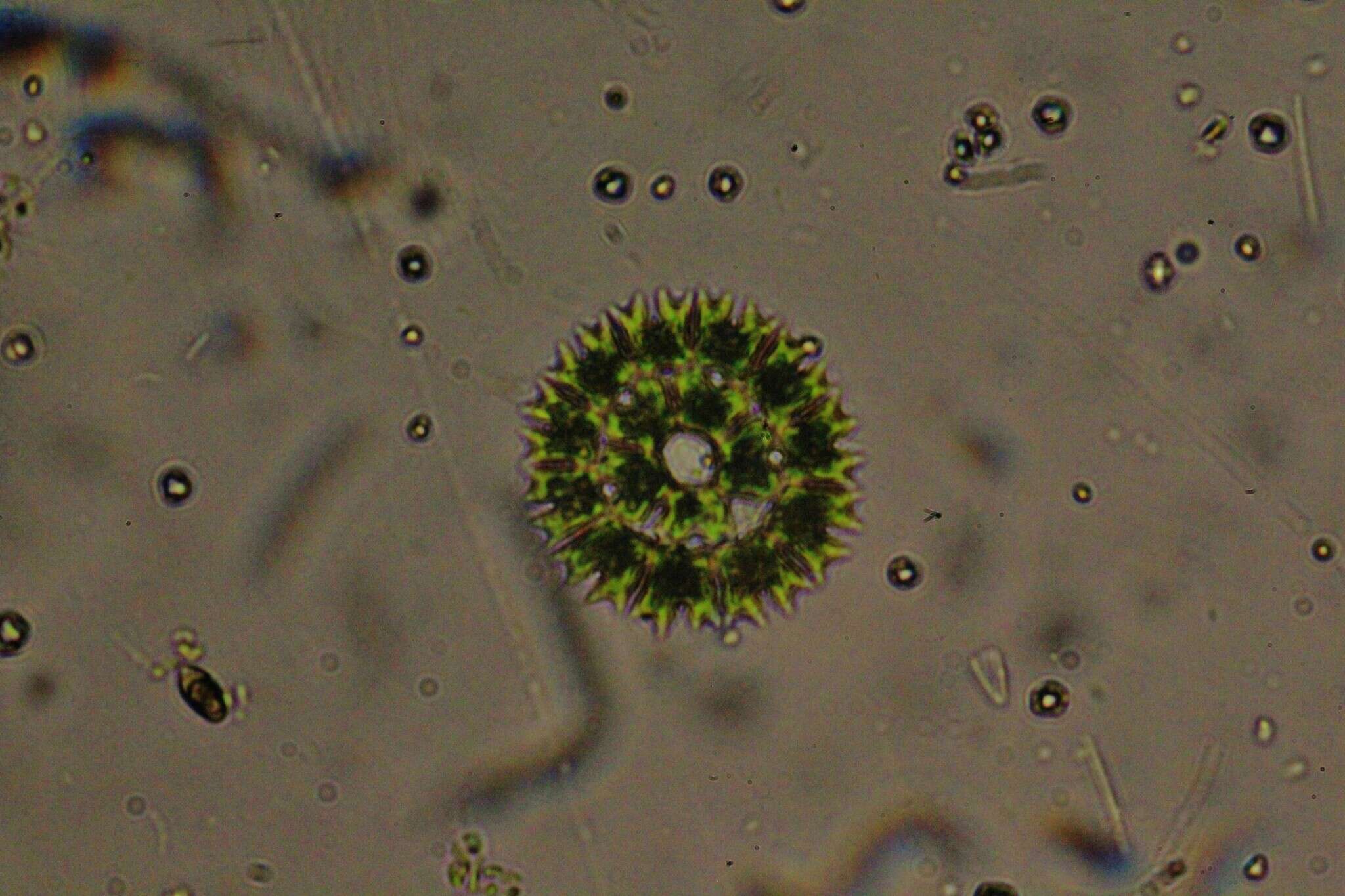 صورة Parapediastrum E. Hegewald 2005