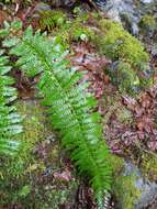 Image of Alaska hollyfern