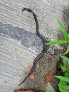 Image of Northern Short-headed Snake