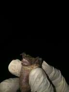 Image of Dark-winged Lesser House Bat