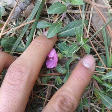 Image of Oenothera deserticola (Loes.) Munz