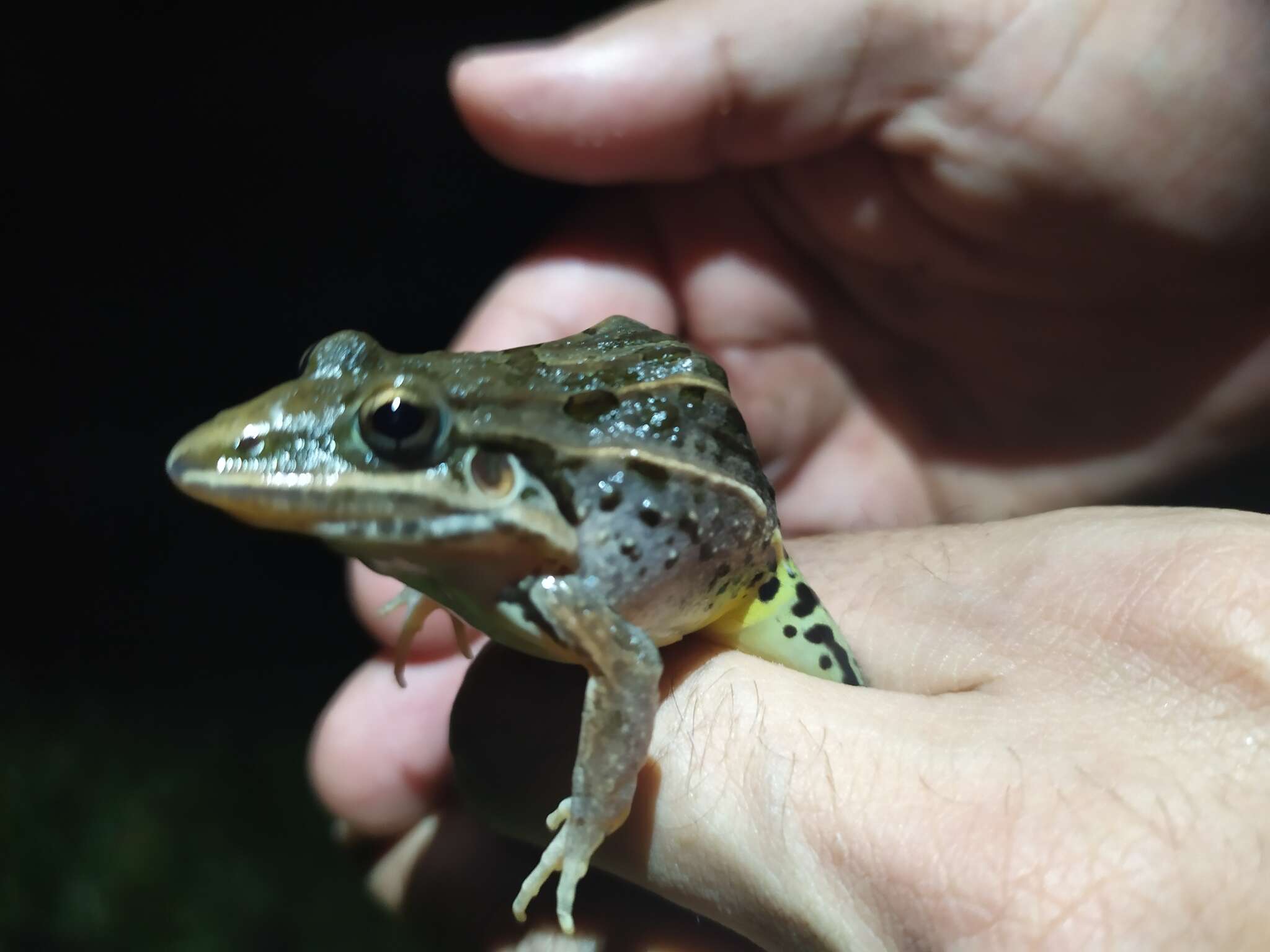 Image of rufous frog