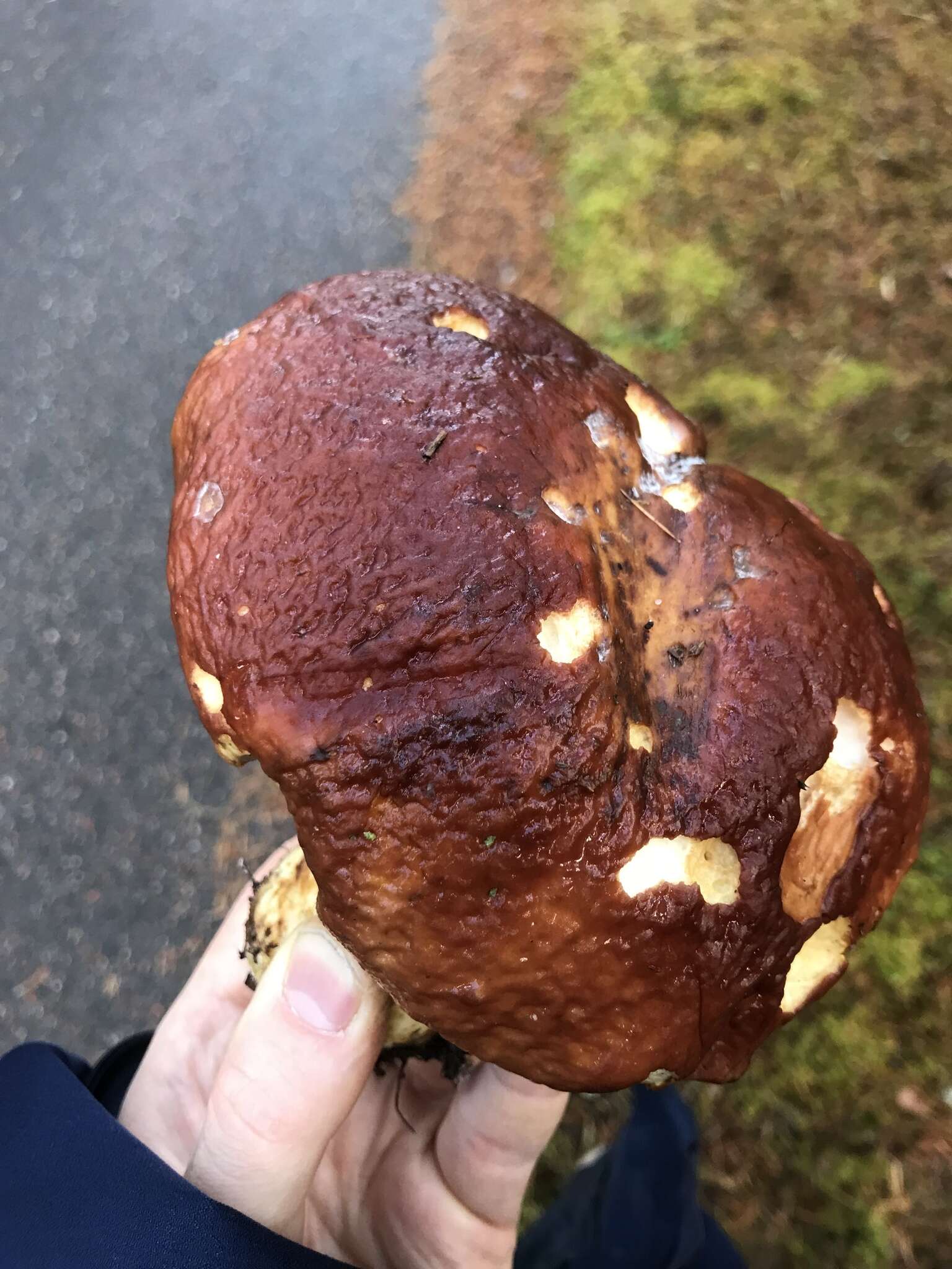 Image of Royal Bolete