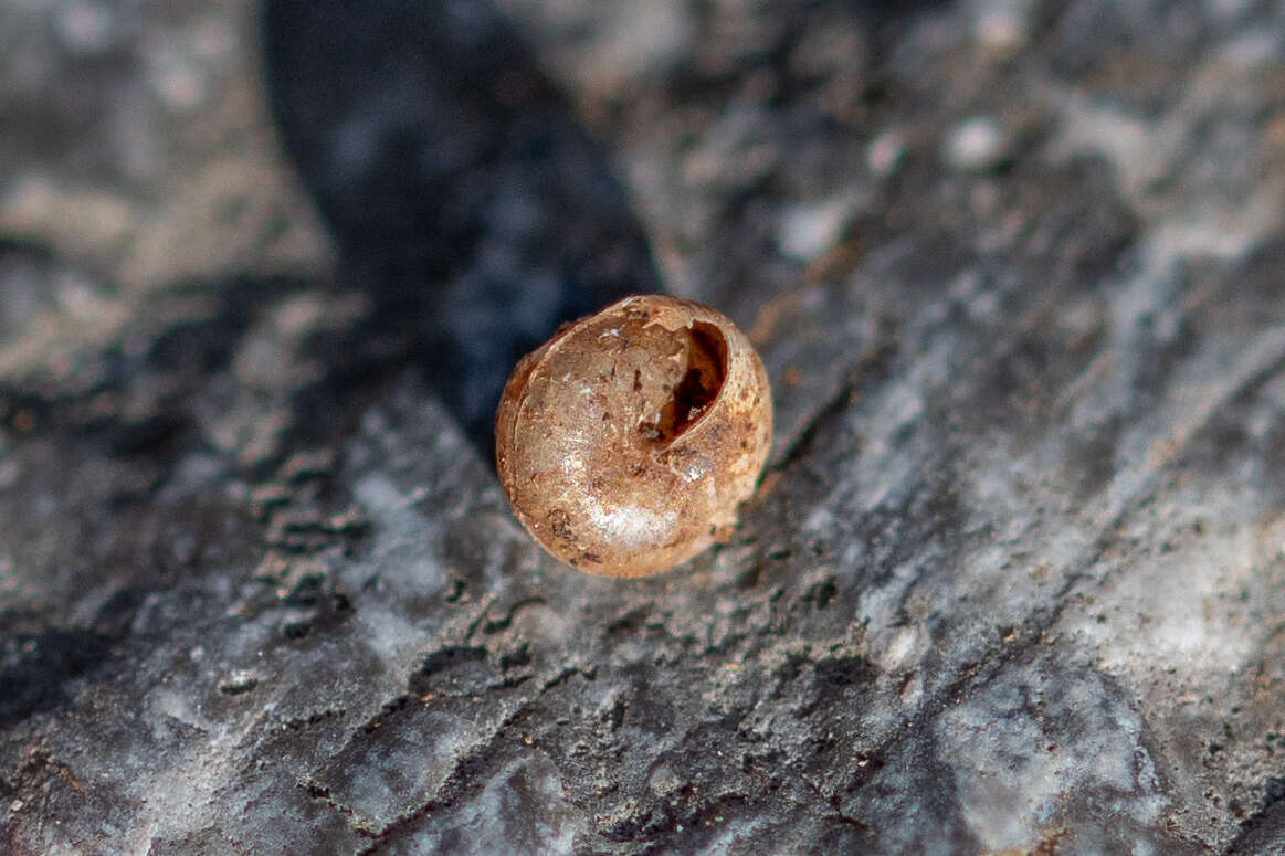 Image of Tawny Glass Snail