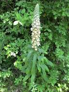 Image of Grecian foxglove