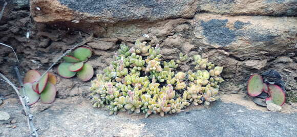 Image of Crassula lanuginosa Harv.