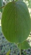 Image of Gouania microcarpa DC.