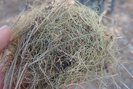 Image of Sonoma tree vole