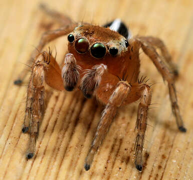 Image of Evarcha striolata Wesolowska & Haddad 2009