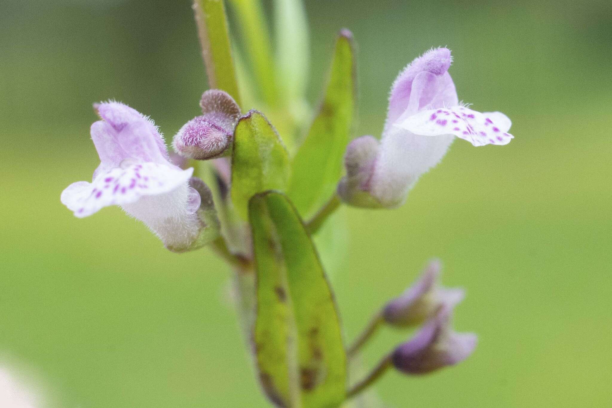 Image of South American Skullcap