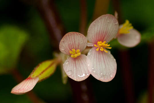 Image of Begonia oxyloba Welw. ex Hook. fil.