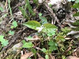 Image of Viola arcuata Bl.