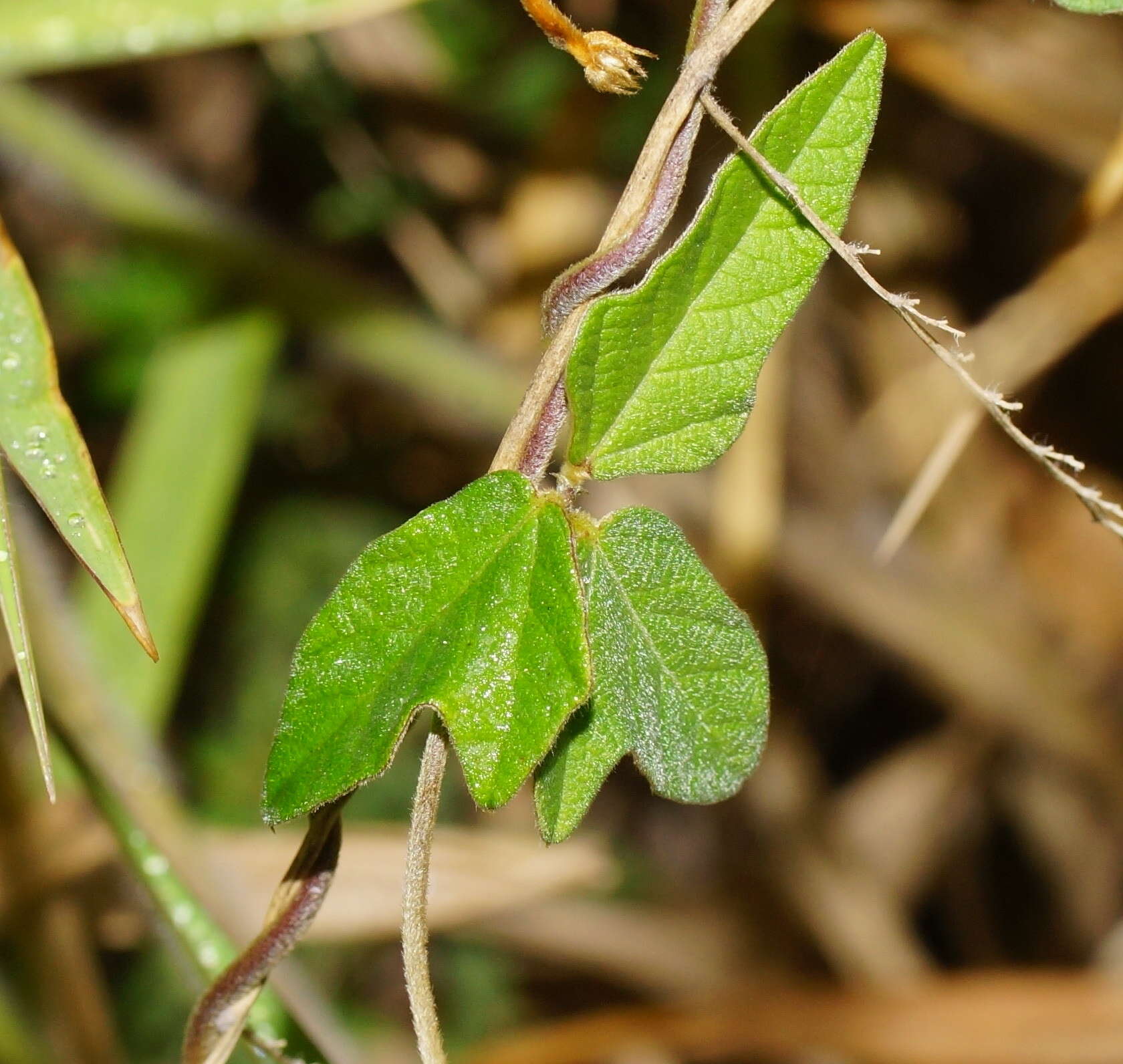 Macroptilium atropurpureum (DC.) Urb. resmi