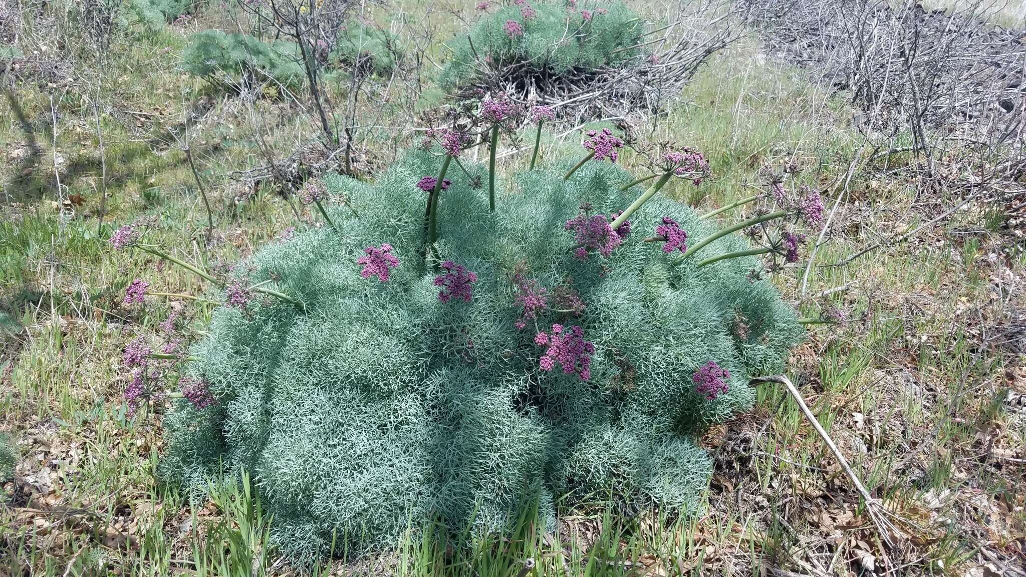 Imagem de Lomatium columbianum Mathias & Constance