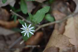 Image of star chickweed