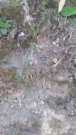 Sivun Vicia andicola Kunth kuva