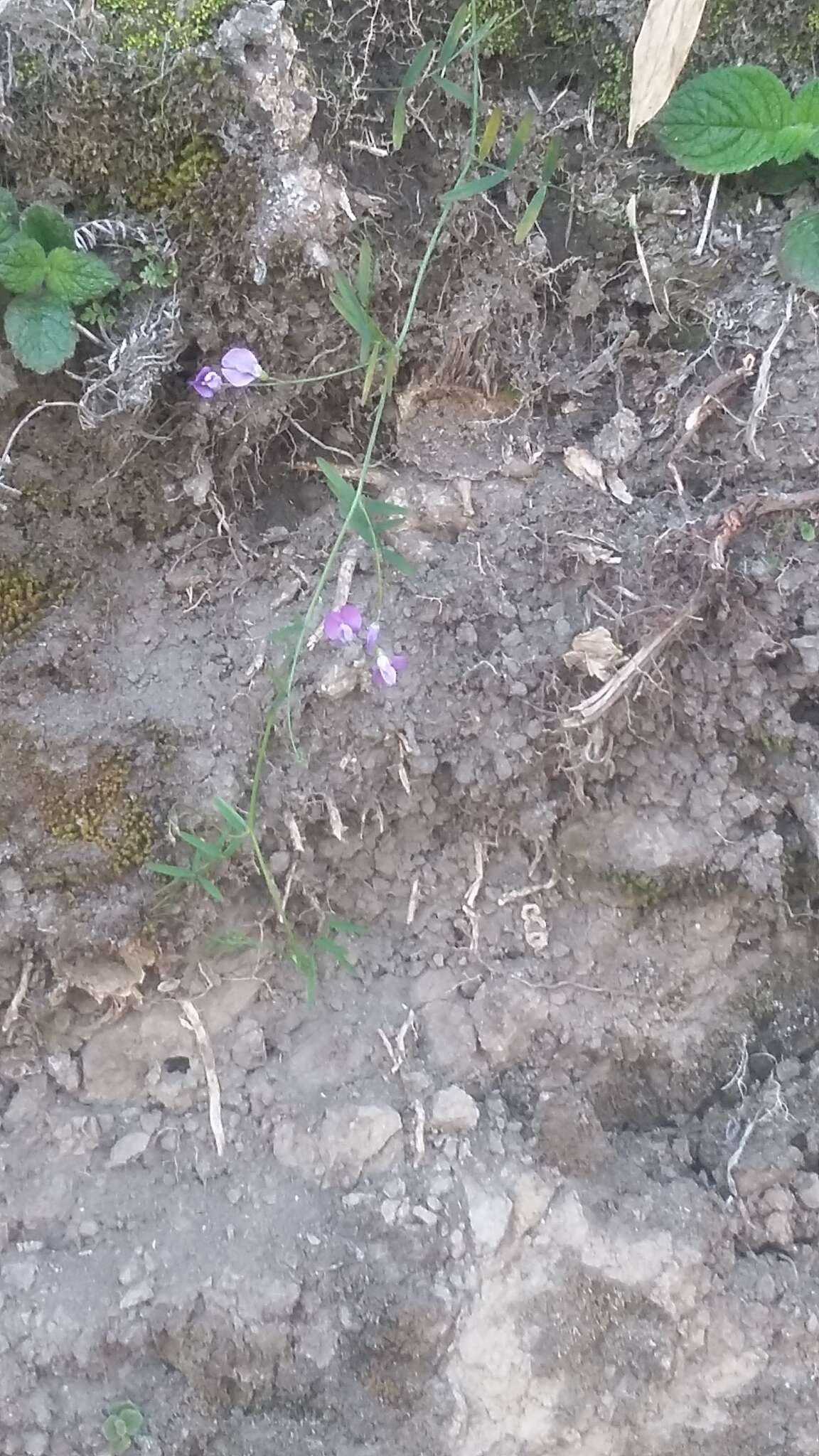 Image of Vicia andicola Kunth