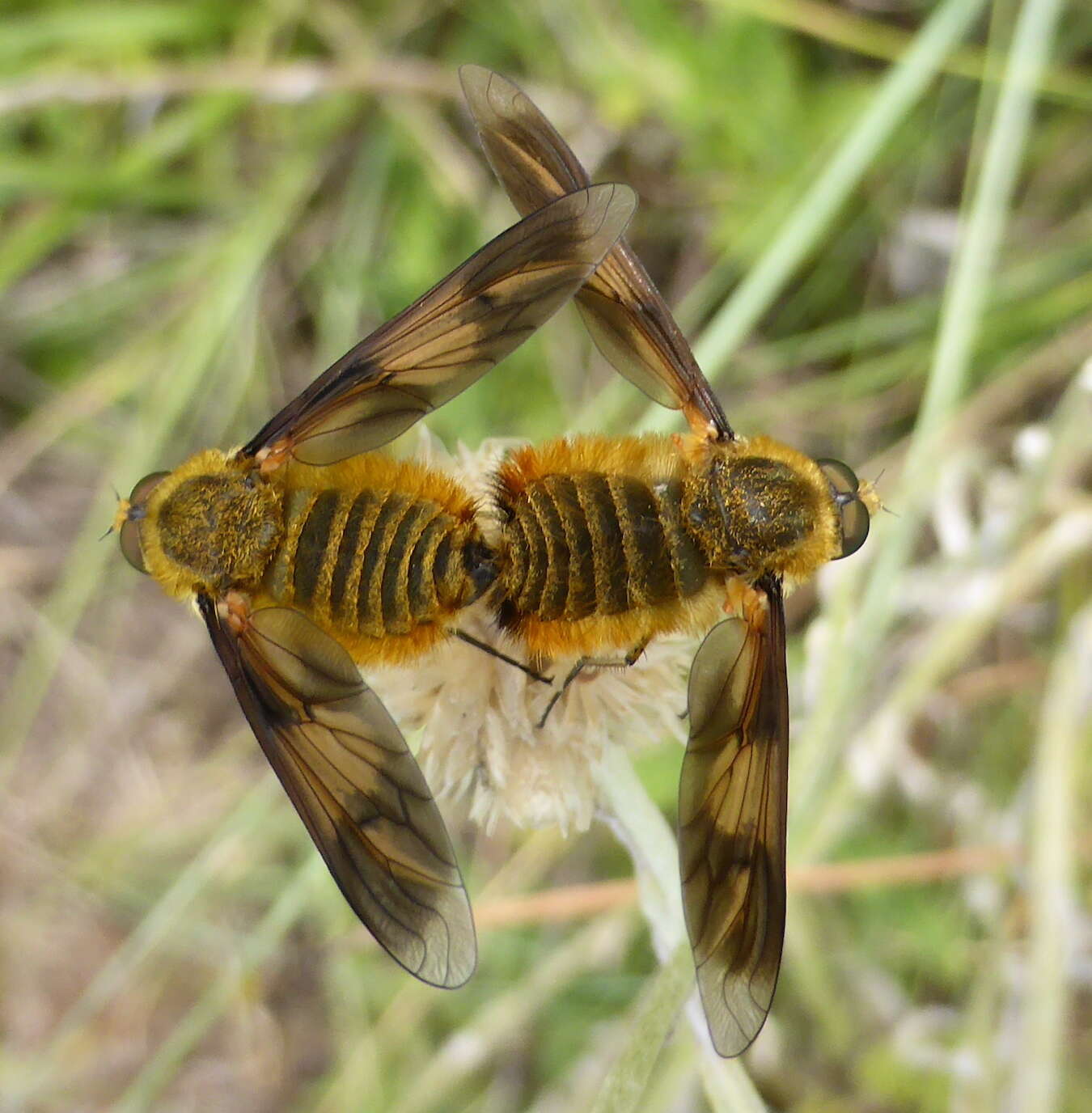 Image of Notolomatia pictipennis (Wiedemann 1828)