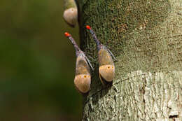 Pyrops pyrorhynchus (Donovan 1800) resmi