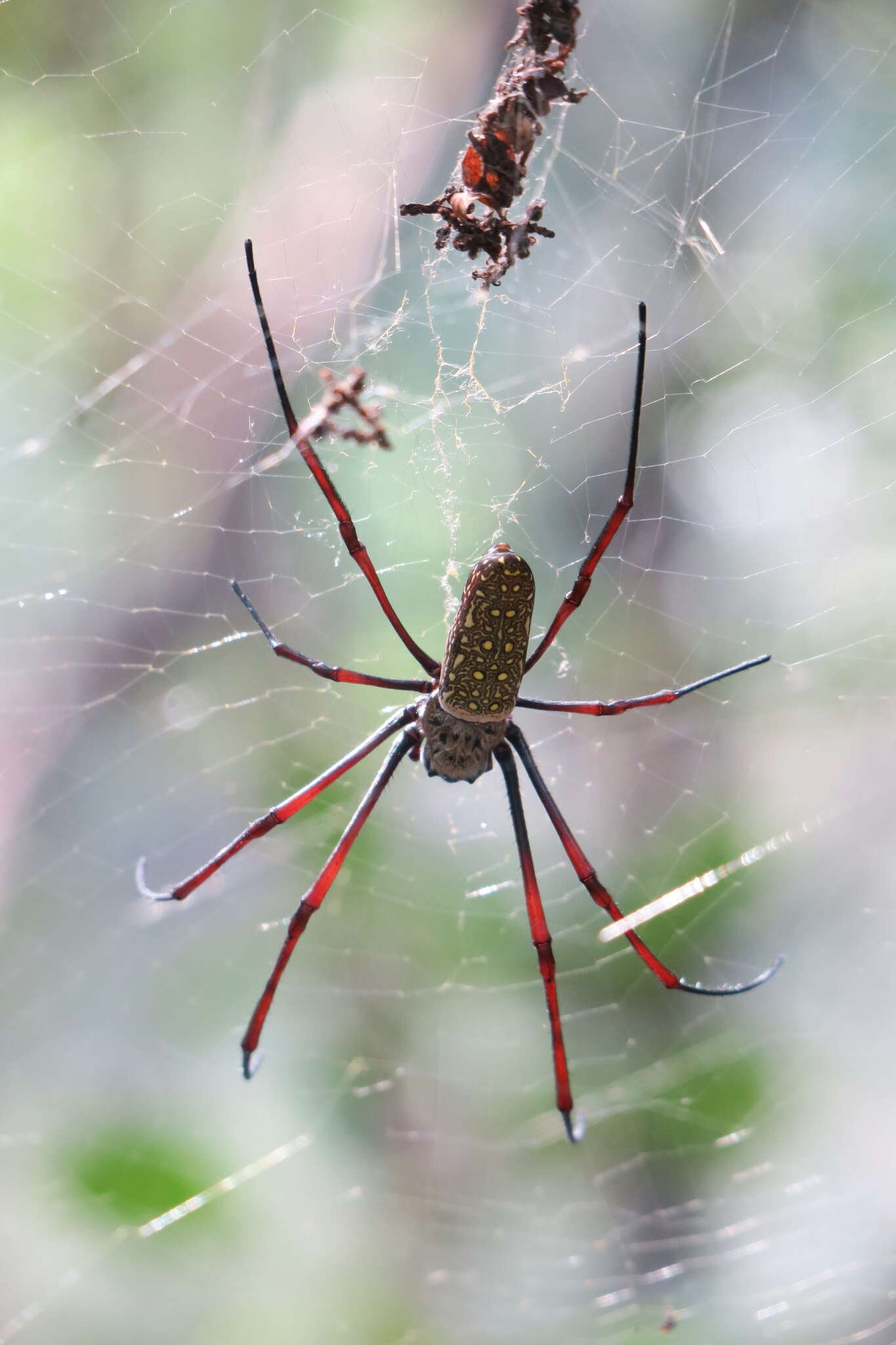 صورة Trichonephila antipodiana (Walckenaer 1841)