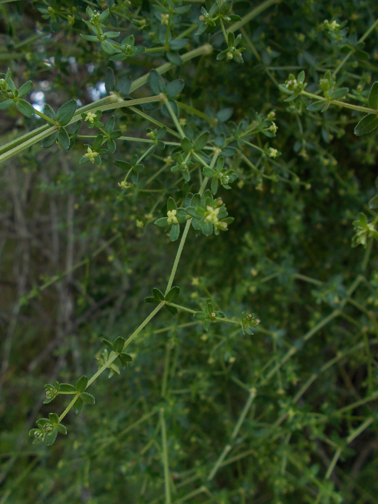 Image of graceful bedstraw