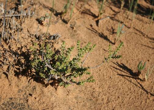 Image of Crassula muricata Thunb.