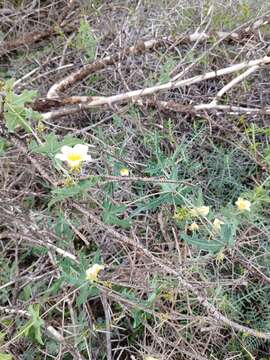 Image of Coccinia sessilifolia var. sessilifolia