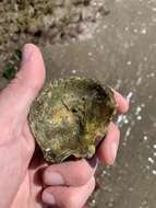 Image of Argentine flat oyster