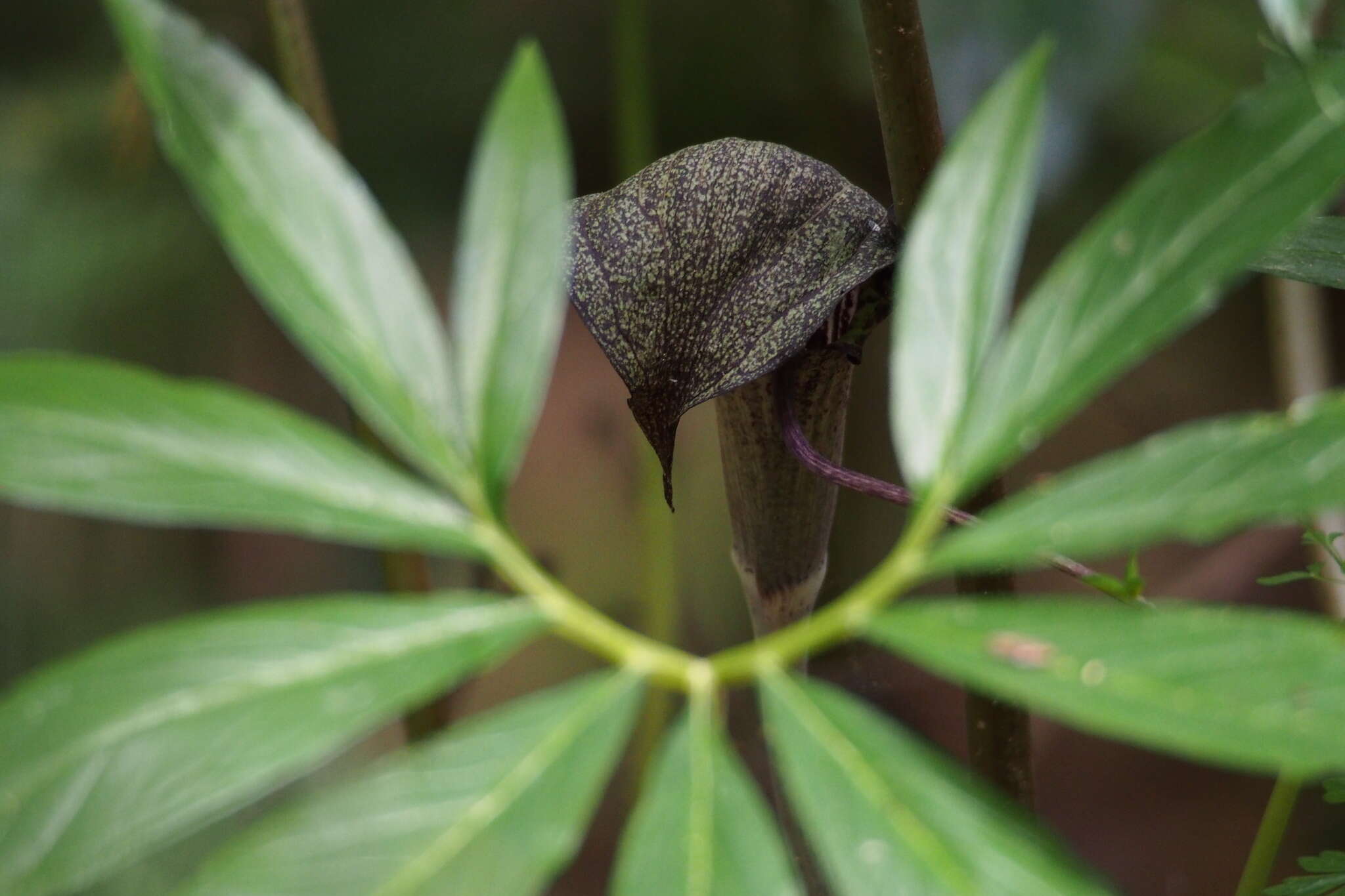 Arisaema thunbergii subsp. urashima (H. Hara) H. Ohashi & J. Murata的圖片