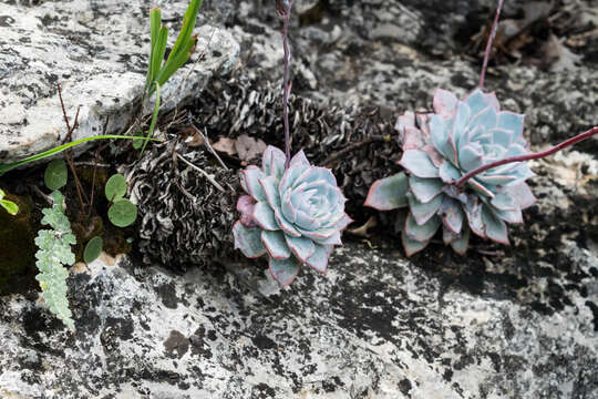 Image of Echeveria peacockii Croucher