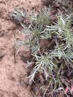 Image of scabland sagebrush