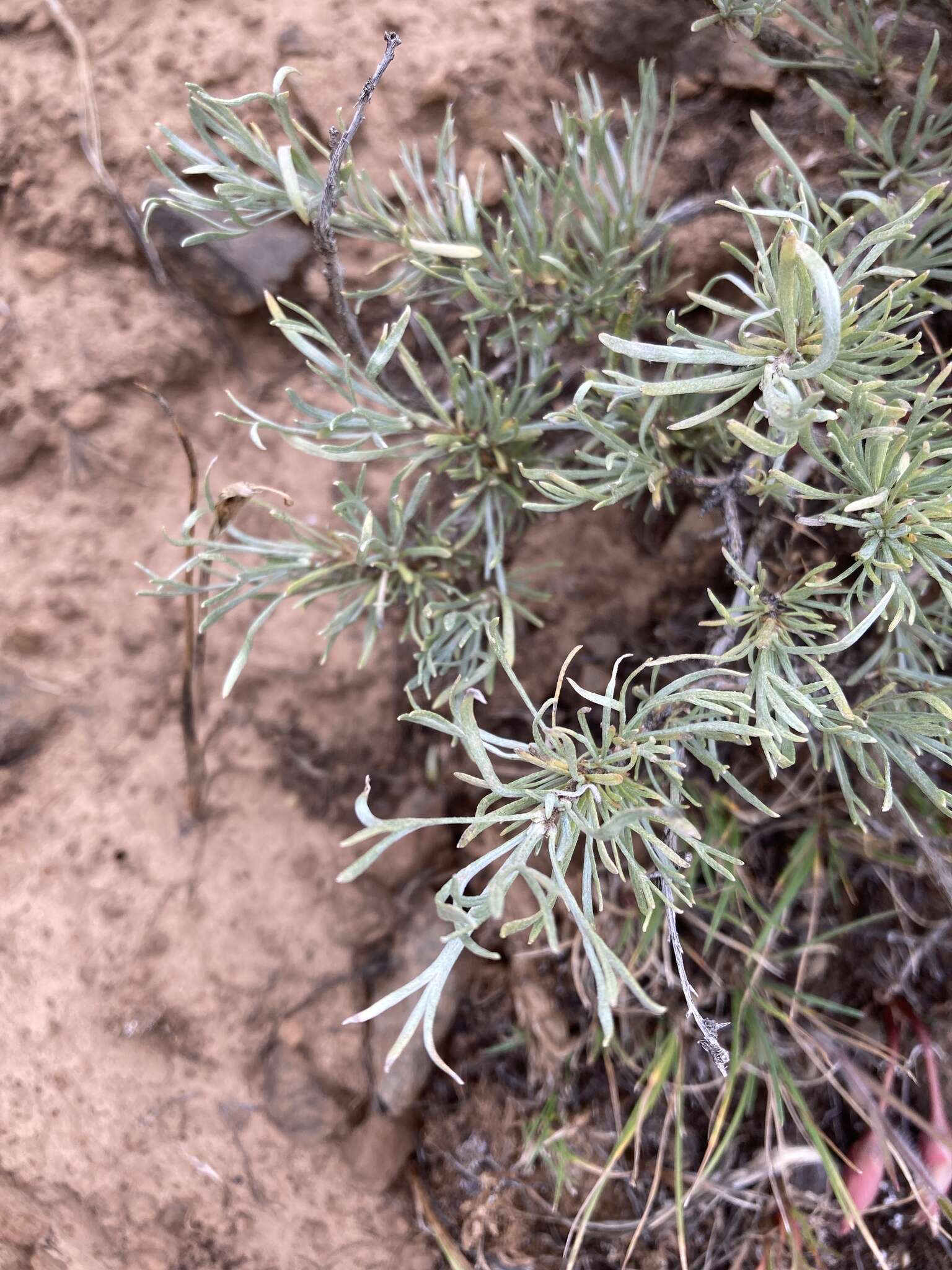 Sivun Artemisia rigida (Nutt.) A. Gray kuva