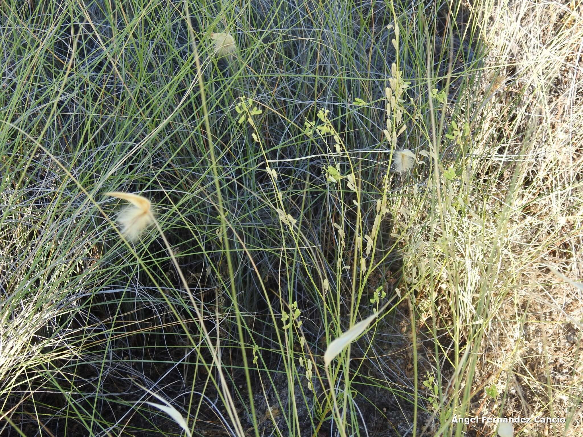 Image of Reseda stricta Pers.