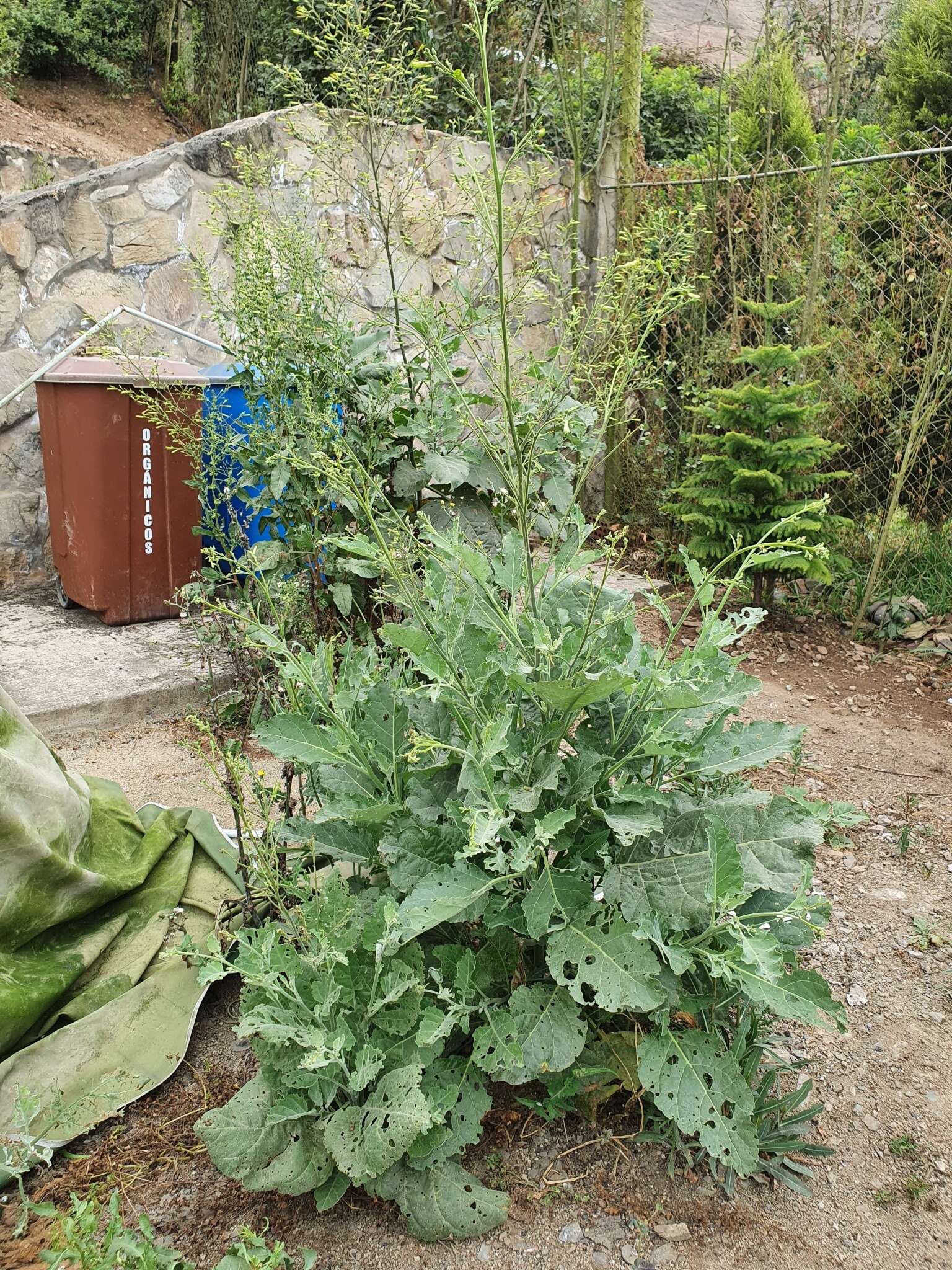 Nicotiana paniculata L. resmi