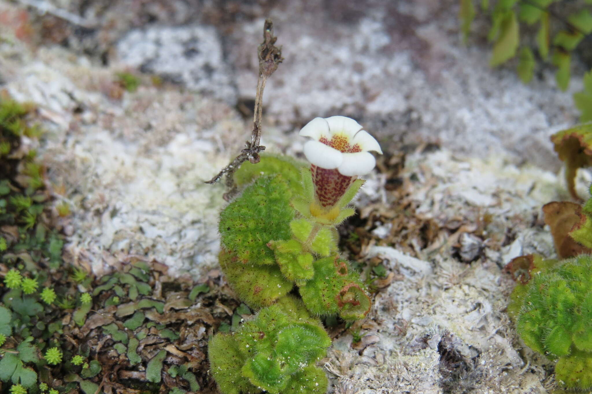 Image of Achimenes misera Lindl.