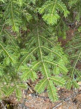 Imagem de Abies balsamea var. balsamea