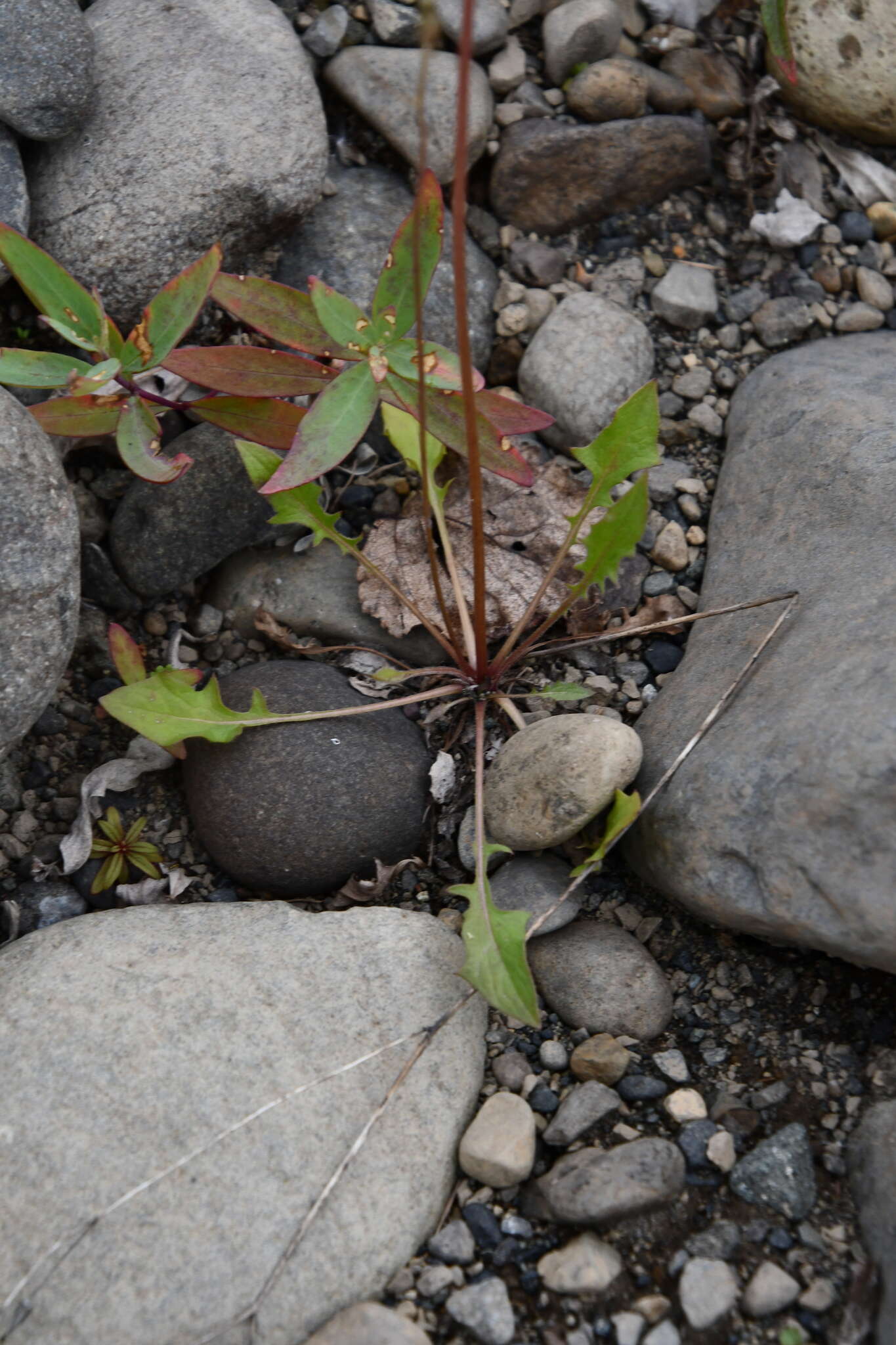 Image of Crepis multicaulis Ledeb.