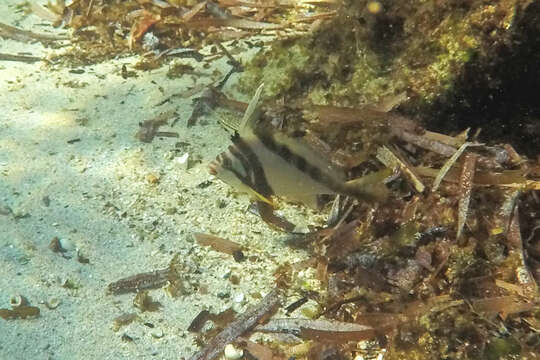 Image of Crested morwong