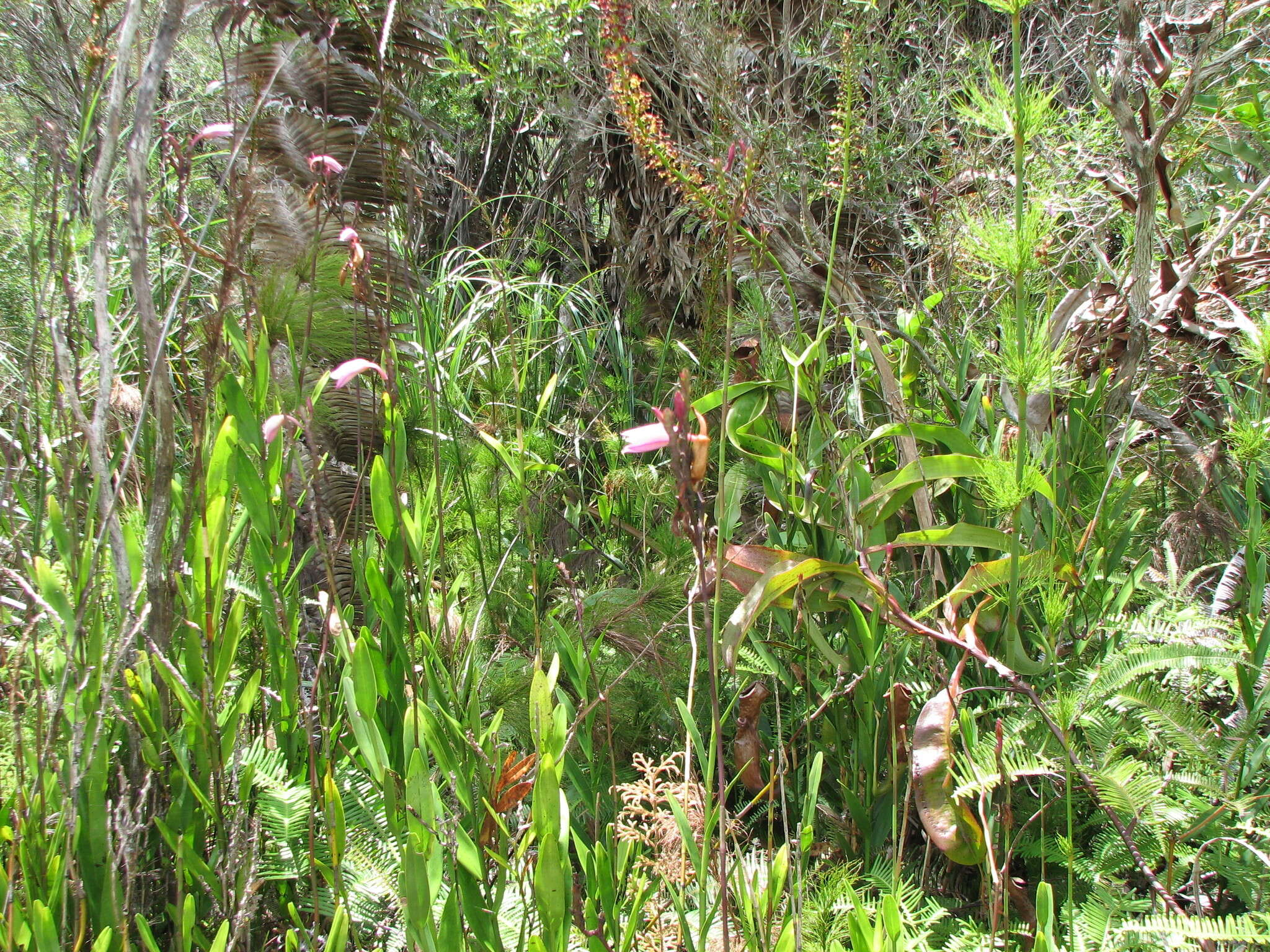 Image of Bromheadia finlaysoniana (Lindl.) Miq.