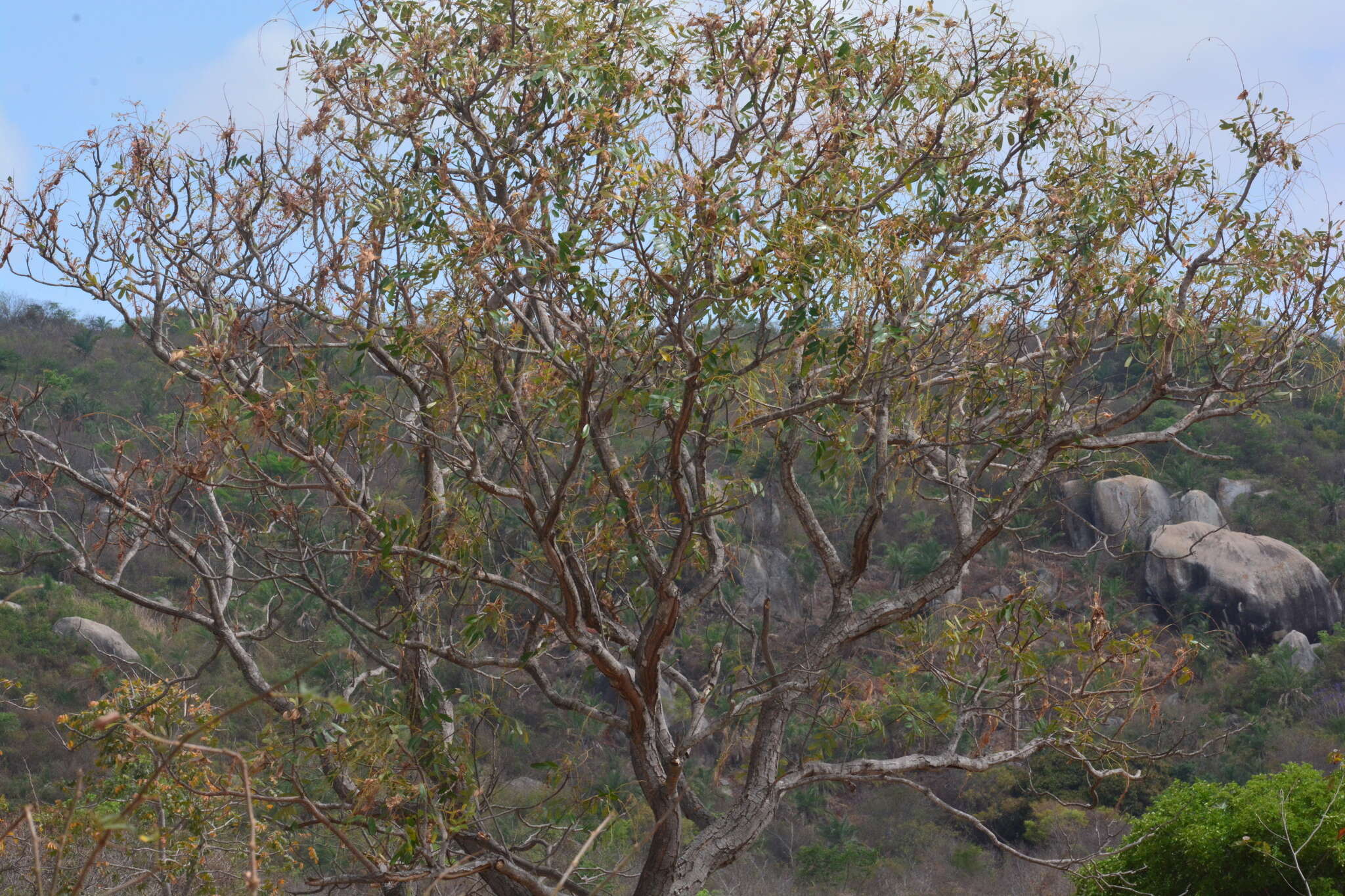 Image of Simarouba versicolor A. St.-Hil.