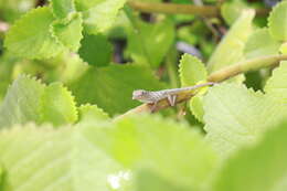 Image of Bronze Anole