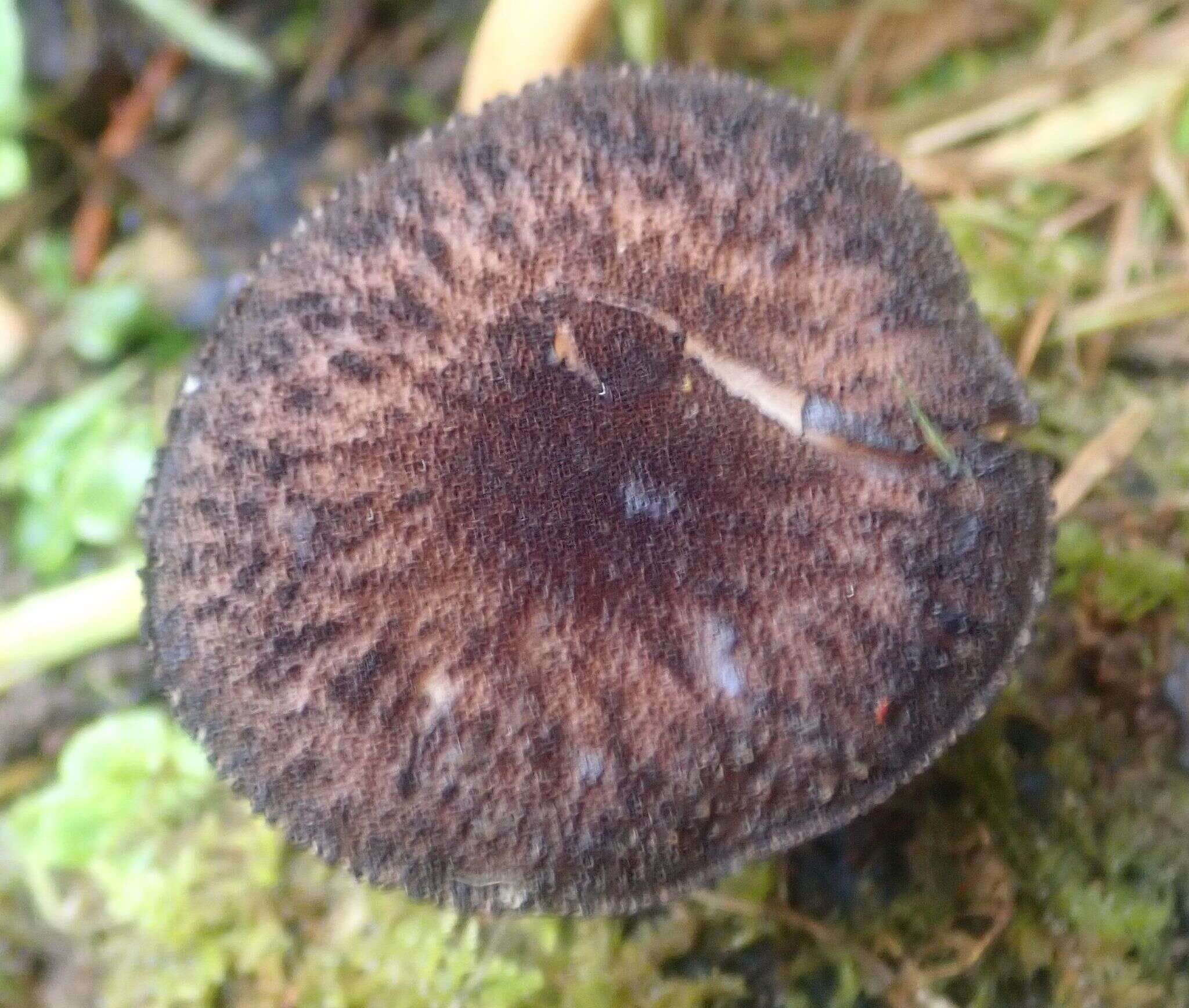 Image of Pluteus similis E. Horak 2008