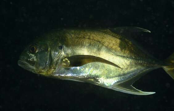 Image of Longfin Crevalle Jack