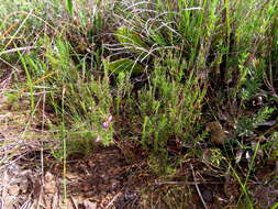 Image of Muraltia pageae Levyns