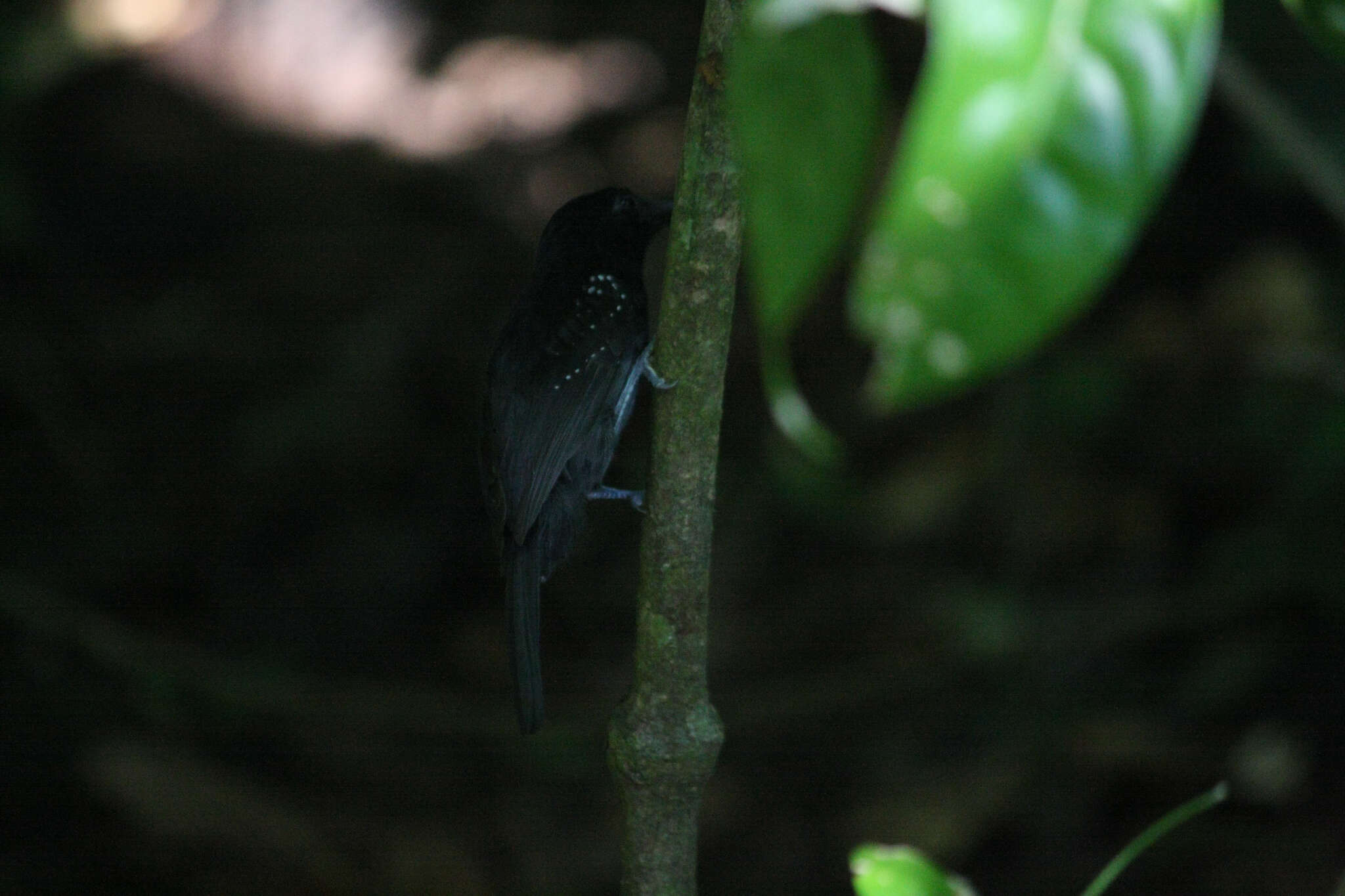 Image of Black-hooded Antshrike