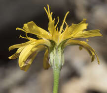 Image of nodding microseris