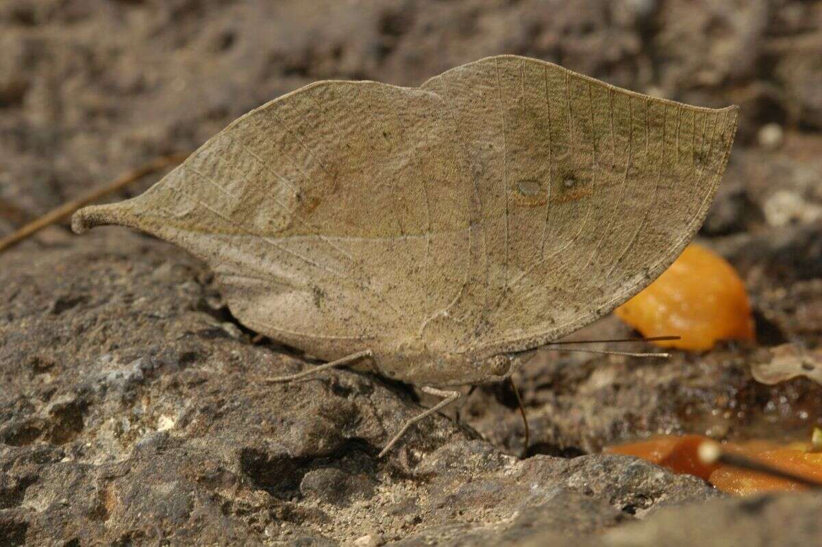 Image of Sahyadri blue oakleaf