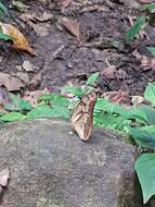 Image of Dryas iulia dominicana Hall 1917