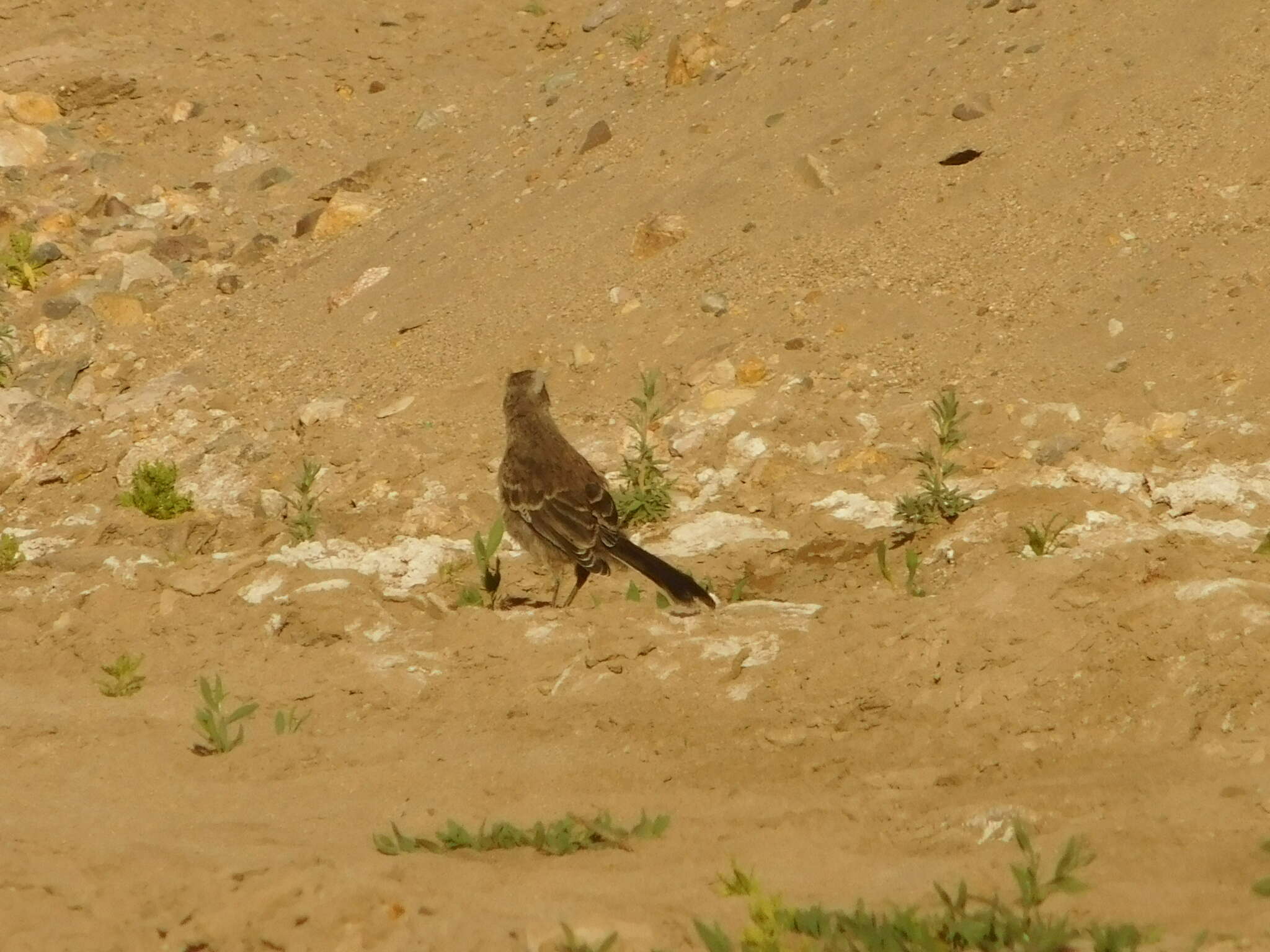 Image of Chilean Mockingbird