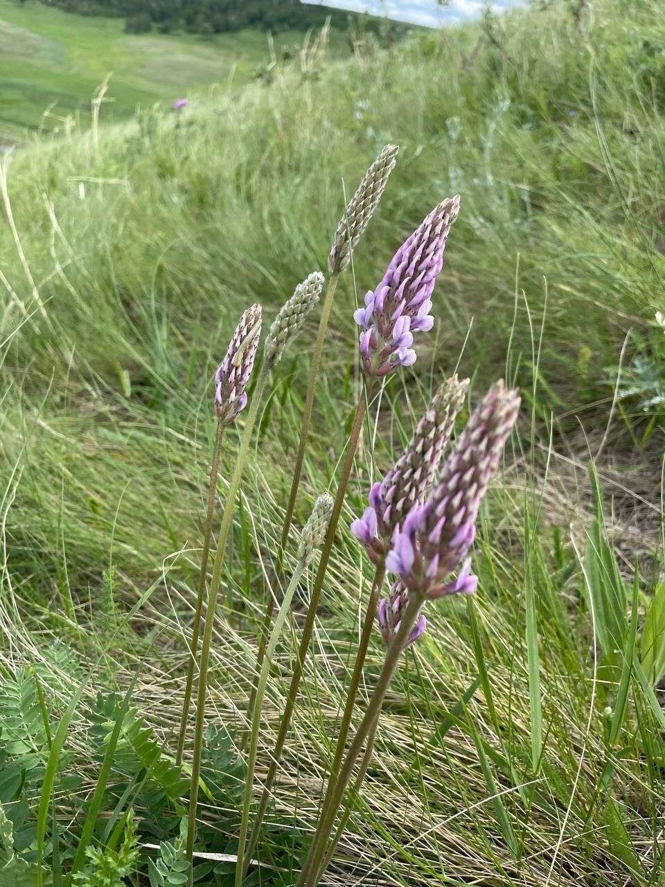 Image de Oxytropis spicata (Pall.) O. Fedtsch. & B. Fedtsch.